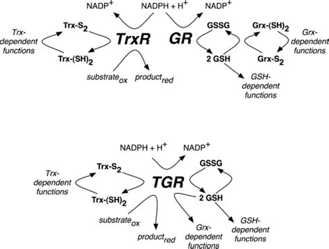 Glutathione Reductase