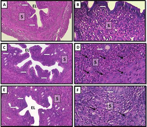 Histopathological Examination Of Uterine Sections Control Groups