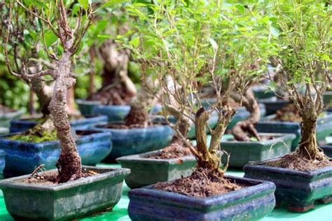 Come Curare Bonsai Di Ficus Ginseng Mondo Bonsai