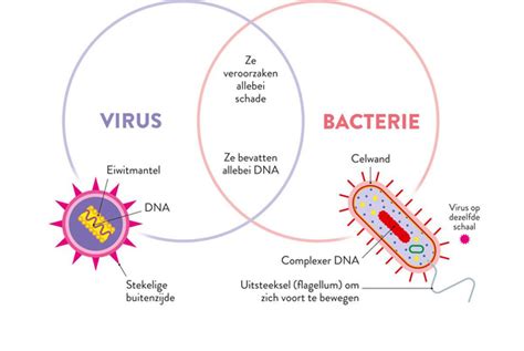 Virus Versus Bacterie Gezondheid Plusmagazine