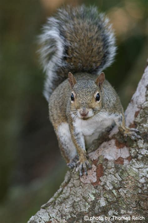 Image Stock Photo Eastern Gray Squirrel Fur Color Thomas Reich