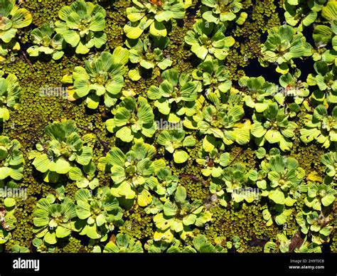 Water Lettuce Pistia Stratiotes Floating In Water At Lettuce Lake Park