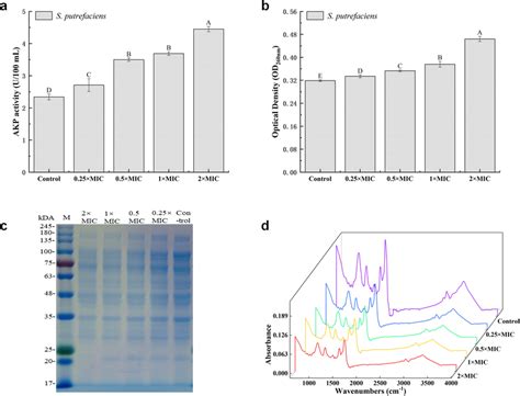 Alkaline Phosphatase AKP Activity A Intracellular Nucleic Acids B