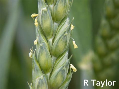 Recognizing Important Wheat Growth Stages Weekly Crop Update