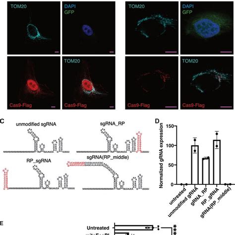 Delivery Of Base Editor Cas9 Be3 Into Mitochondria A Schematic