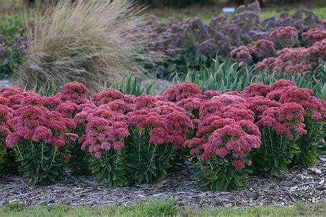 Drought tolerant plants you may enjoy | Hunter's Nursery