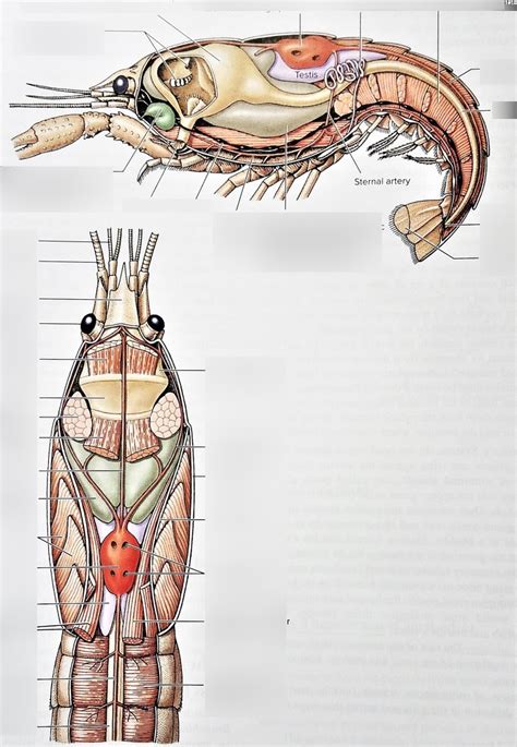 Arthropoda Malacostraca Crayfish Internal Anatomy Diagram Quizlet