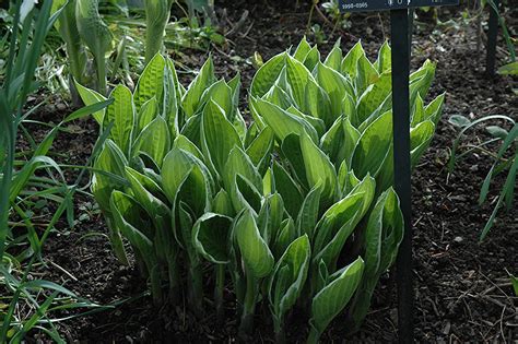 Crowned Imperial Hosta Hosta Crowned Imperial In Boston Hopkinton