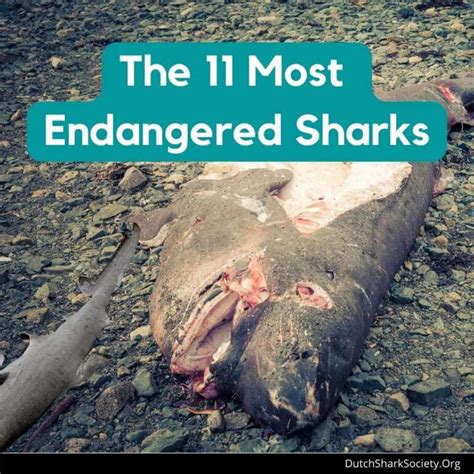 The Most Endangered Shark Species Dutch Shark Society