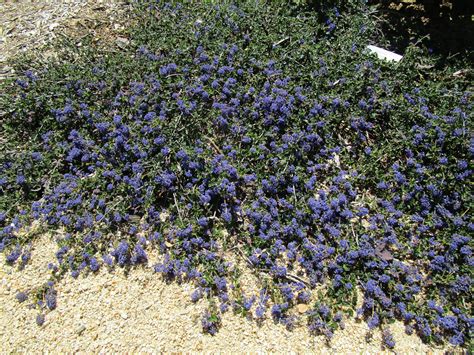 Ceanothus Centennial - Linda Vista Native Plants