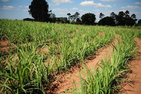 Bayer Refor A A Import Ncia Do Manejo De Plantas Daninhas Na Cultura Da