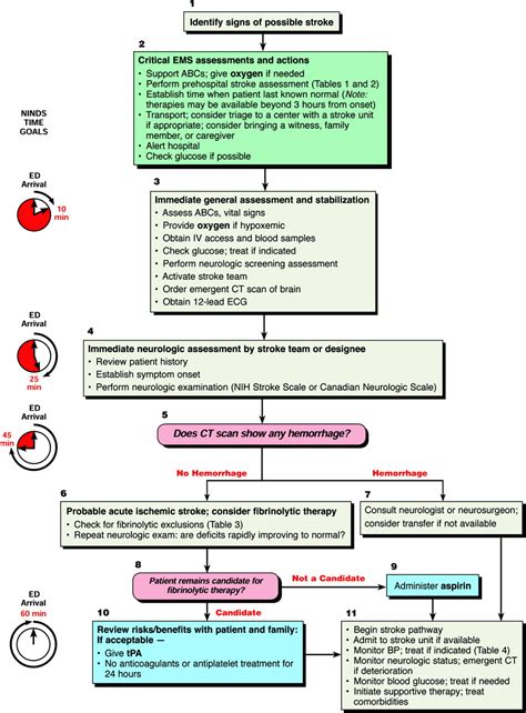 part  adult stroke circulation