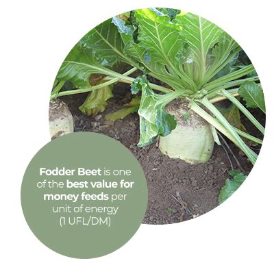 Interchem Fodder Sugar Beet