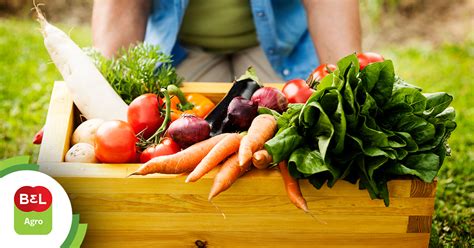 Rastreabilidade de vegetais frescos o que você precisa saber