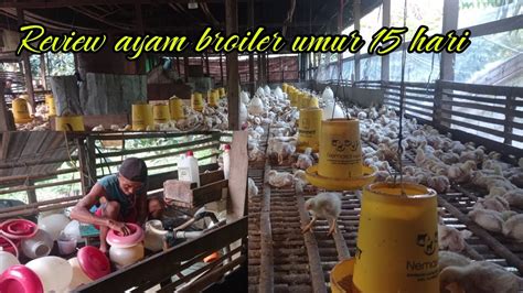 Review Ayam Broiler Umur 15 Hari Youtube