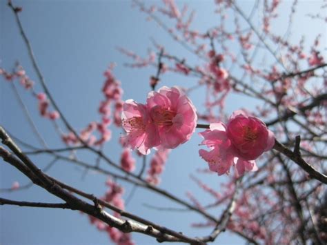 綾部山梅林 梅は見頃に 兵庫県 たつの市 バイクで遠足しませんか