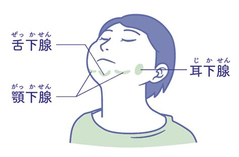 口腔の機能｜ひまわり薬局｜北海道保健企画