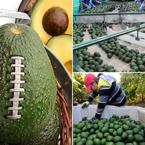 Otra vez el aguacate michoacano será estrella del Súper Bowl 54