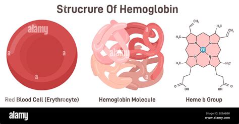 Hemoglobin Molecule Structure Iron Containing Oxygen Transport