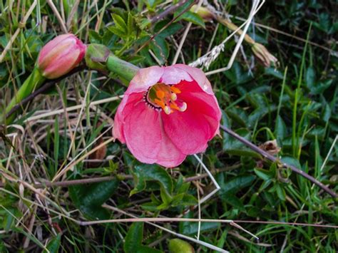 Imbabura Flora Ecuventure