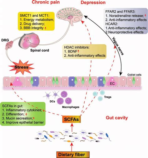 The Effects Of Short Chain Fatty Acids SCFAs On Chronic Pain And