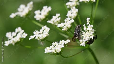 Valgus Hemipterus Scarab Beetle C Toine Punaise C Toine Tari Re