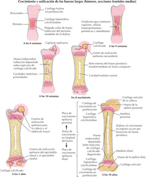Netter Blog Sistema esquelético osificación endocondral