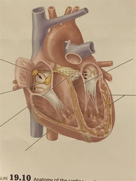 Cardiac Conduction System Diagram Quizlet