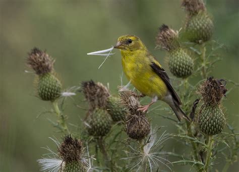 Flickriver: Most interesting photos tagged with femaleamericangoldfinch