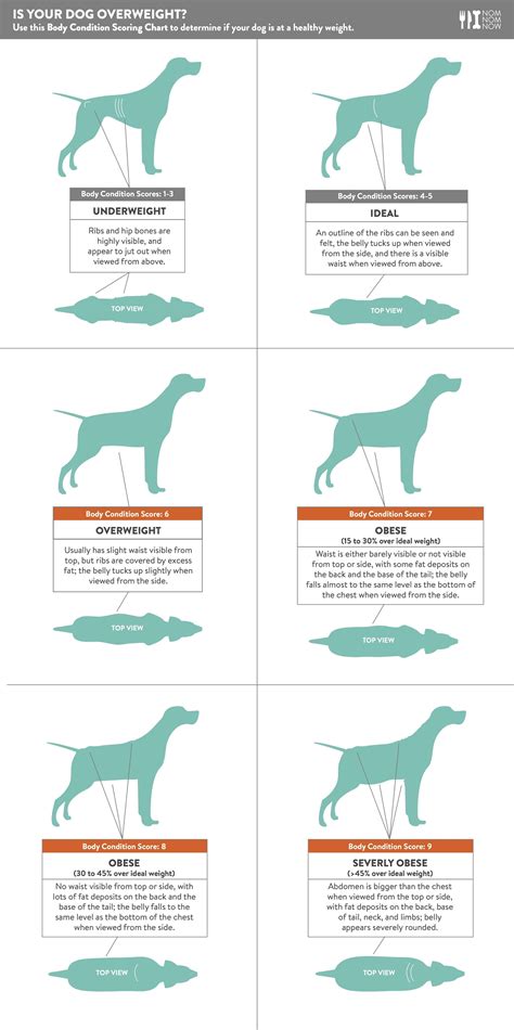 How Quickly Can Dogs Lose Weight