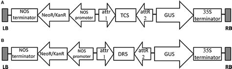 Frontiers Development Of Efficient Protocols For Stable And Transient