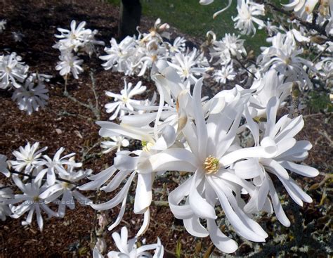 The Star Magnolia – Star of the Cold Garden | The Tree Center™