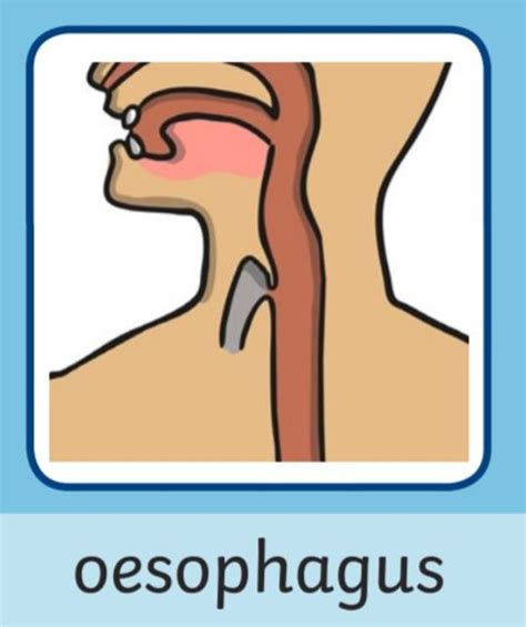 What Is an Oesophagus? - Twinkl