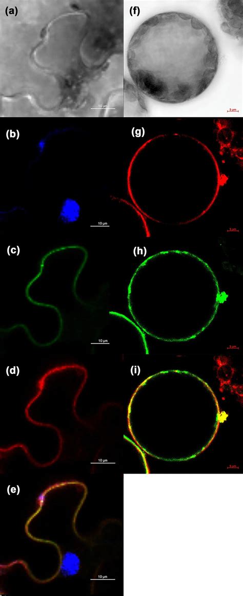 Subcellular Localization Of ZmBLK1 Epidermal Cells Ae And