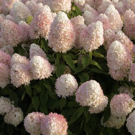 Hydrangea Sweet Summer Knippel Garden Centre