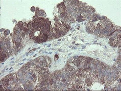 TSC22D1 Monoclonal Antibody OTI3B7 TrueMAB OriGene 30 μL