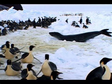 Penguins vs. Leopard Seal | Leopard seal, Sea animals, Ocean themes