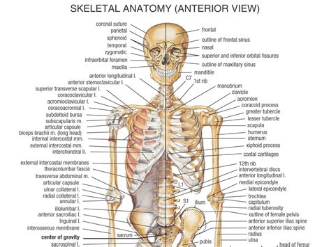 Human Bone Anatomy | Osteology – Elliottelford.com