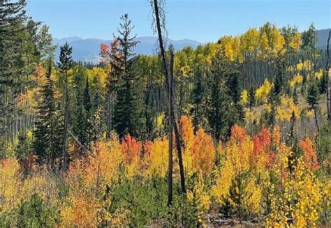 Fall colors are beginning in Colorado's northern mountains for 2023