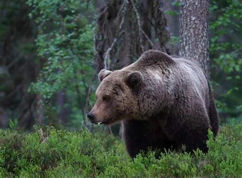 Urso Pardo Caracter Sticas Alimenta O E Habitat