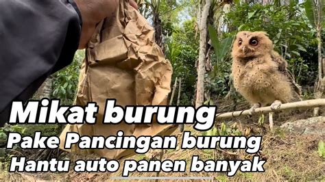 Mikat Burung Pake Pancingan Burung Hantu Mantapp Banget Kicaumania