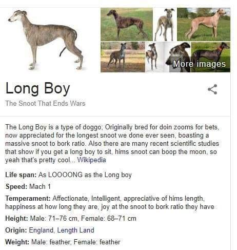 We finally know what kind of dog long boy is : r/CaptainSparklez