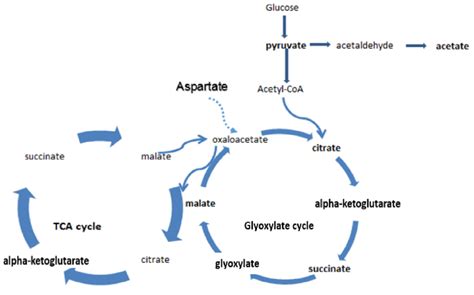 A Simplified Pathway Diagram Showing Yeast Derived Acids And Their