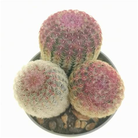 Echinocereus Rigidissimus Subs Rubispinus Cm Cactaceae