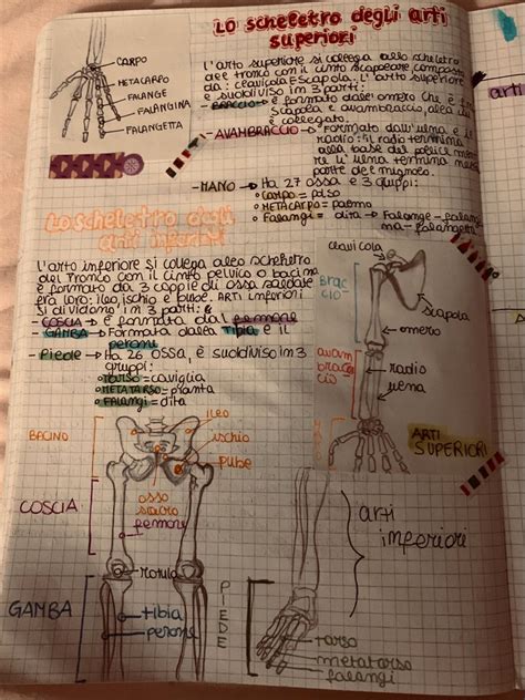 Fare Scienze In Quinta 4 La Scoperta Del Sistema Nervoso Yoga Mappe E