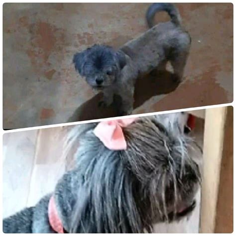 Procura Se Por Cachorra Da Ra A Shih Tzu Que Desapareceu De Resid Ncia