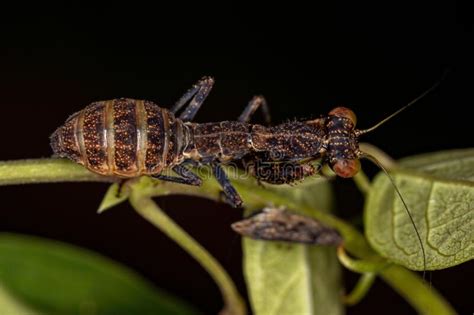 Acontistid Mantis Nymph Stock Image Image Of Camouflage 227438721