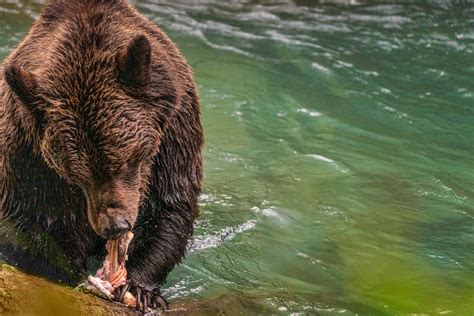 Grizzly Bears Vancouver Island Homalco Wildlife Cultural Tours