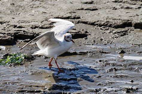 Gull North Sea Watt Free Photo On Pixabay Pixabay