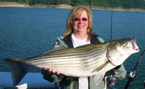 Morgan S Guide Service Inc Trophy Striper Fishing On Lake Cumberland